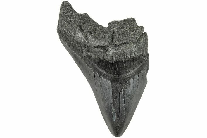 Partial Megalodon Tooth #194054